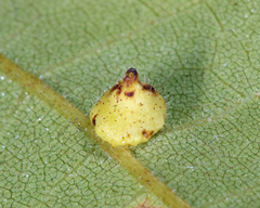 Caryomyia marginata