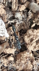 Odontomachus chelifer