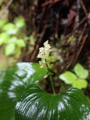 Maianthemum dilatatum