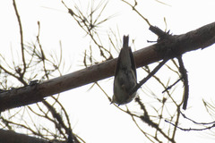 Phylloscopus sibilatrix