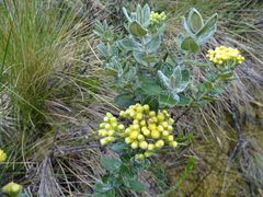 Monticalia andicola
