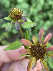 Bidens tripartita
