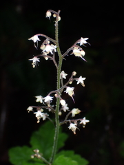 Tiarella trifoliata