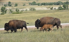 Bison bison bison