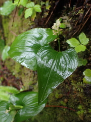 Maianthemum dilatatum