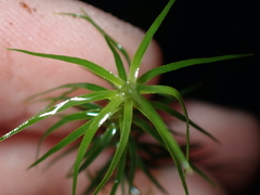 Polytrichastrum