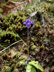 Pinguicula