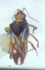 Microvelia