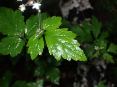 Tiarella trifoliata