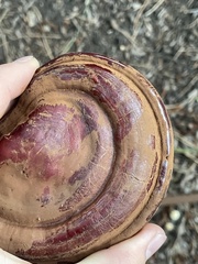 Ganoderma