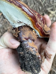 Ganoderma
