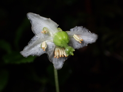 Moneses uniflora