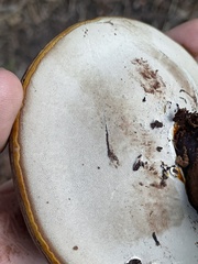 Ganoderma