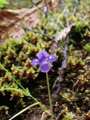 Pinguicula