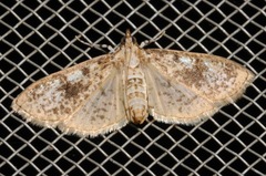 Palpita freemanalis