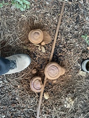 Ganoderma