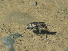Cicindela formosa