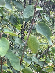 Amelanchier arborea
