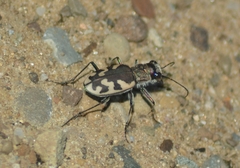 Cicindela formosa