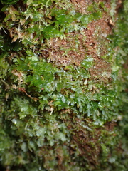 Riccardia