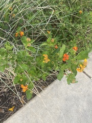 Lantana urticoides