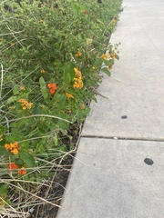 Lantana urticoides