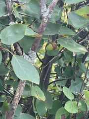 Amelanchier arborea