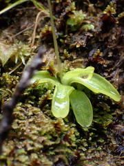 Pinguicula