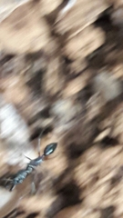 Odontomachus chelifer