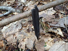 Geoglossum difforme