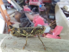 Melanoplus ponderosus