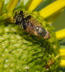 Neotephritis finalis