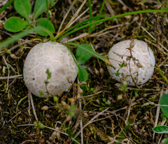 Lycoperdon utriforme
