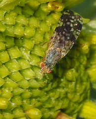 Neotephritis finalis