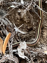 Thamnophis elegans terrestris