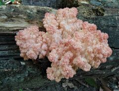 Hericium