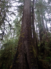 Picea sitchensis