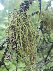 Usnea dasopoga
