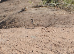 Salpinctes obsoletus