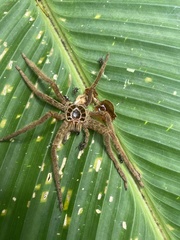 Cupiennius coccineus