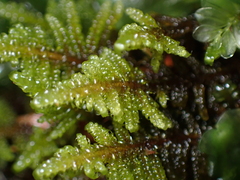 Stereodon subimponens