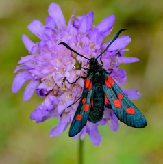 Zygaena lonicerae