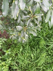 Pittosporum eugenioides