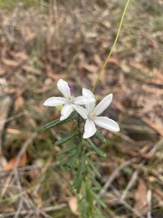 Philotheca hispidula