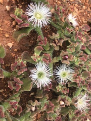 Mesembryanthemum crystallinum