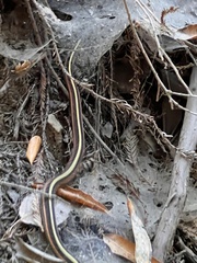Thamnophis elegans terrestris