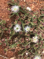 Mesembryanthemum crystallinum