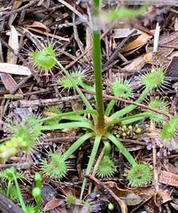 Drosera auriculata