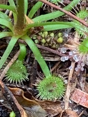 Drosera auriculata