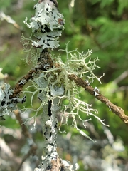 Usnea dasopoga